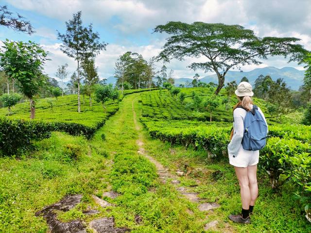 A hiker in a sun hat and blue backpack on a grassy path between tea bushes, with mountains beyond